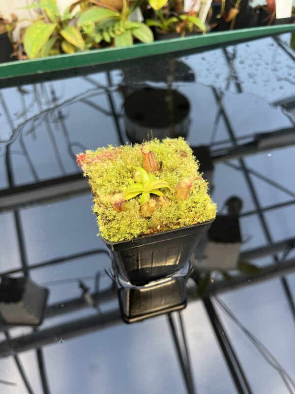 Wide Angle of Nepenthes hamata (katopasa) x edwardsiana| Clone 4 | Florae Collaborative | FC-266.04 | 20883