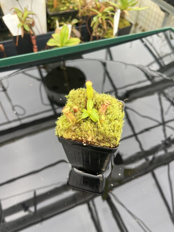 Wide Angle of Nepenthes hamata (katopasa) x edwardsiana| Clone 4 | Florae Collaborative | FC-266.04 | 20950