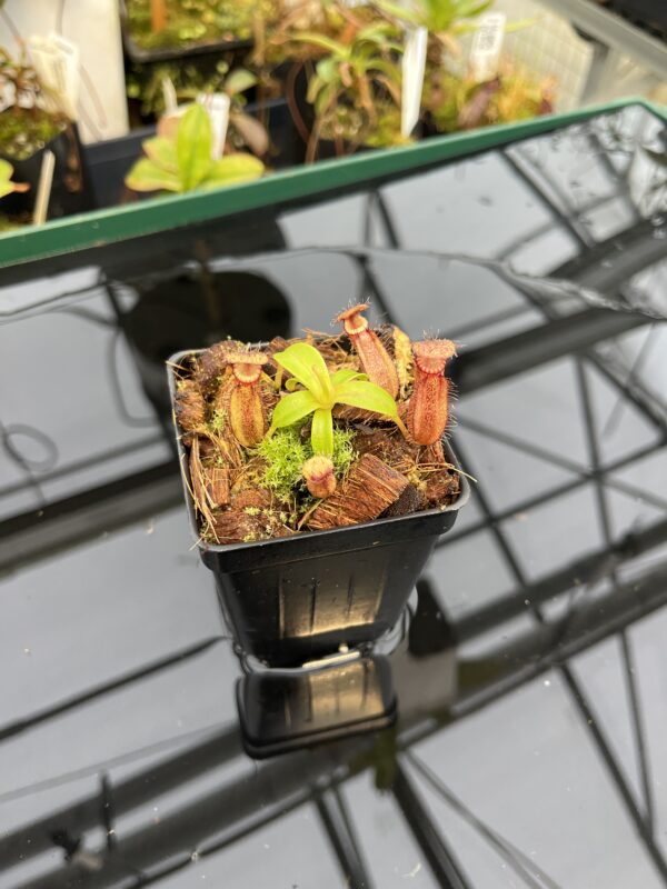 Wide Angle of Nepenthes hamata (katopasa) x edwardsiana| Clone 4 | Florae Collaborative | FC-266.04 | 21038