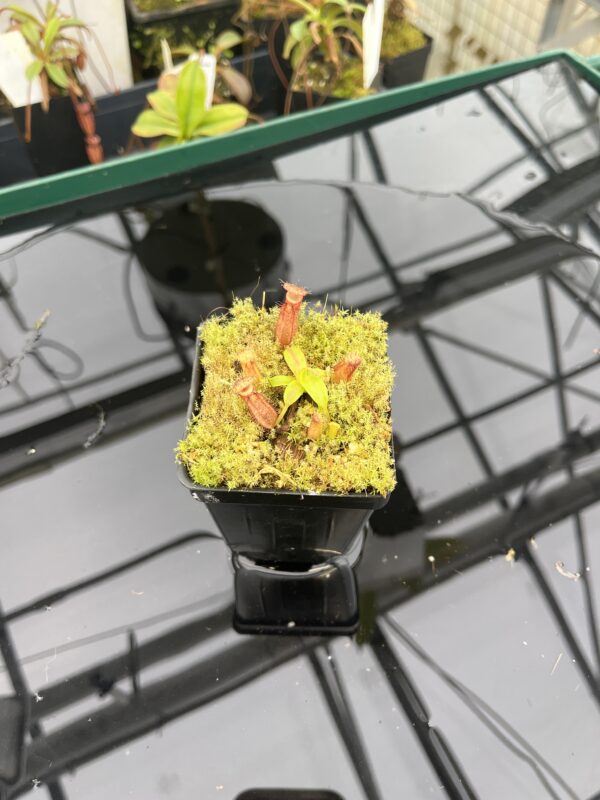 Wide Angle of Nepenthes hamata (katopasa) x edwardsiana| Clone 4 | Florae Collaborative | FC-266.04 | H20951