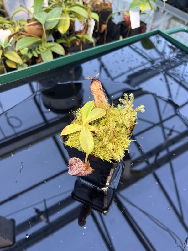 Wide Angle of Nepenthes hamata x burbidgeae | Borneo Exotics | BE-4567 | 20895