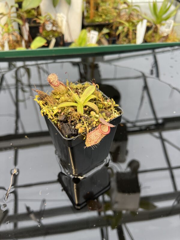 Wide Angle of Nepenthes hamata x tenuis | Borneo Exotics | BE-4514 | 21037