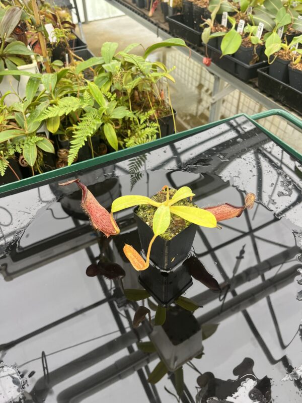 Wide Angle of Nepenthes hamata x (veitchii x lowii) | Borneo Exotics | BE-4057 | 20812
