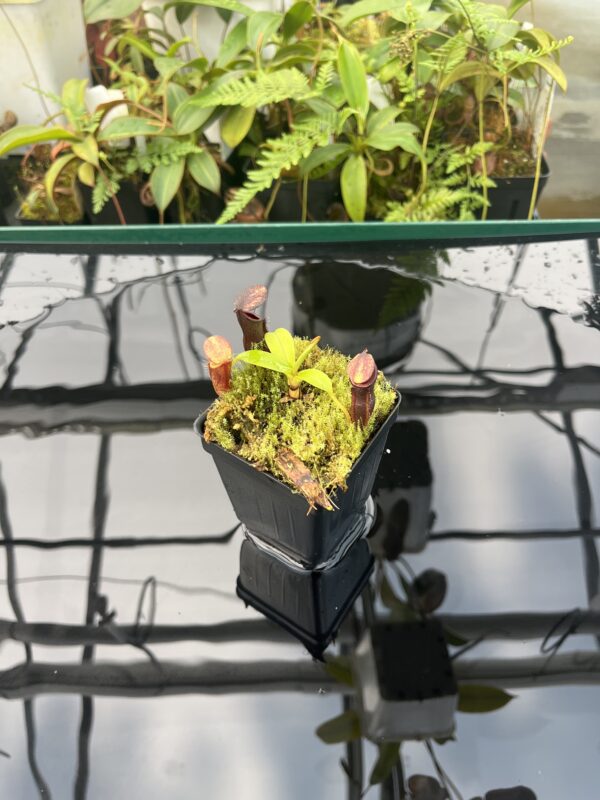 Wide Angle of Nepenthes inermis x bongso | Borneo Exotics | BE-3897 | 20839