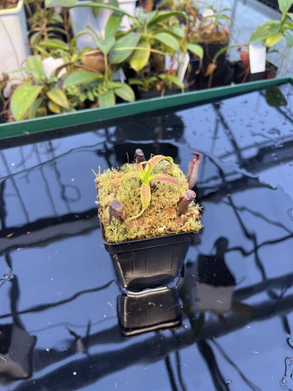 Wide Angle of Nepenthes izumiae | Borneo Exotics | BE-3925 | 20894