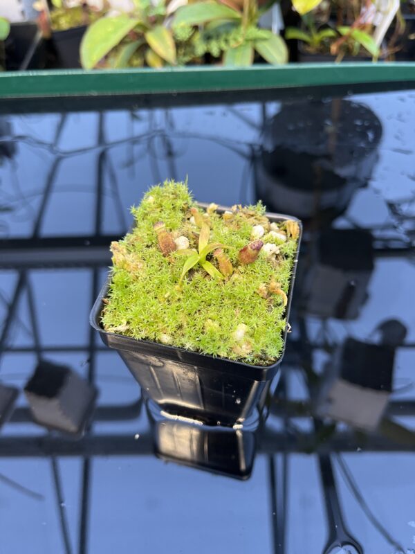 Wide Angle of Nepenthes izumiae x villosa | JH | Florae | Assorted Clones | Florae Collaborative | FC-377 | 20900