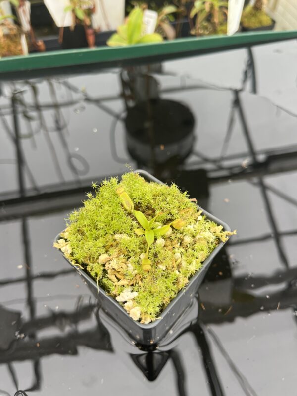 Wide Angle of Nepenthes izumiae x villosa | JH | Florae | Assorted Clones | Florae Collaborative | FC-377 | 20958
