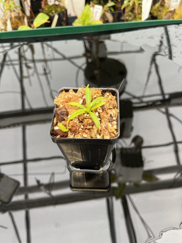 Wide Angle of Nepenthes izumiae x villosa | JH | Florae | Assorted Clones | Florae Collaborative | FC-377 | H21030