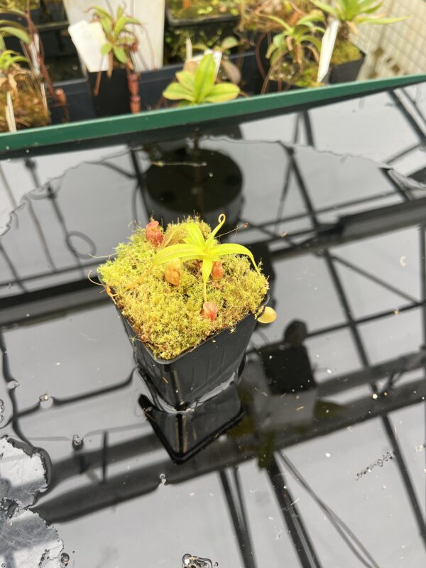 Wide Angle of Nepenthes jacquelineae | Borneo Exotics | BE-3092 | 20954