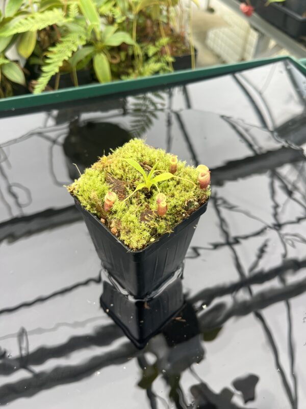 Wide Angle of Nepenthes jamban | Borneo Exotics | BE-3875 | 20837