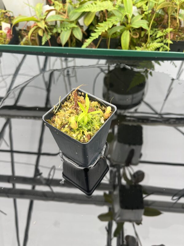 Wide Angle of Nepenthes jamban | Florae Collaborative | FC-026.IC | 20832