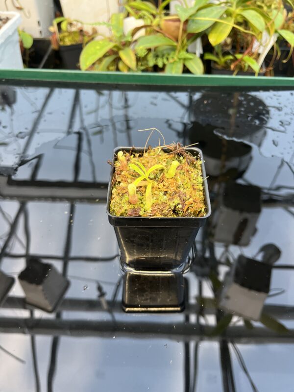 Wide Angle of Nepenthes jamban | Florae Collaborative | FC-026.IC | 20877