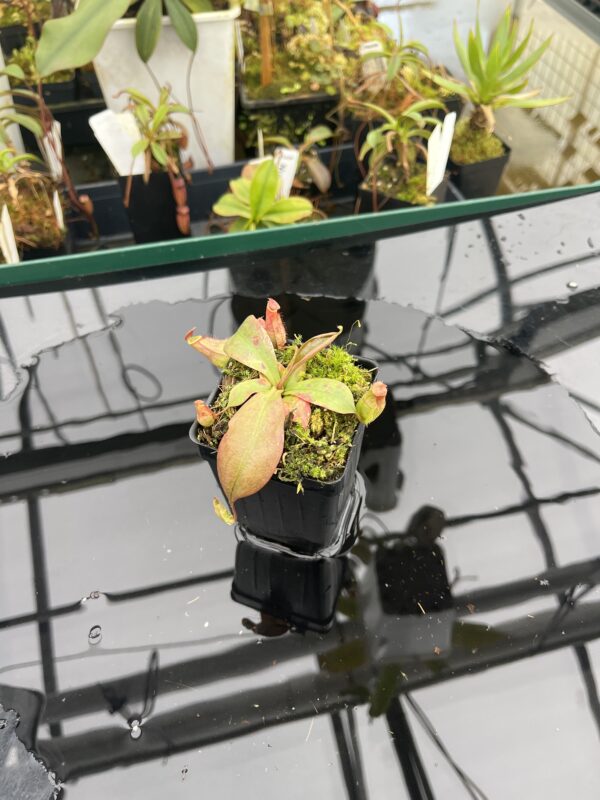 Wide Angle of Nepenthes kampotiana {seedgrown individuals, Botum Sakor, Cambodia} | Best Carnivorous Plants | BCP-2197 | 20934