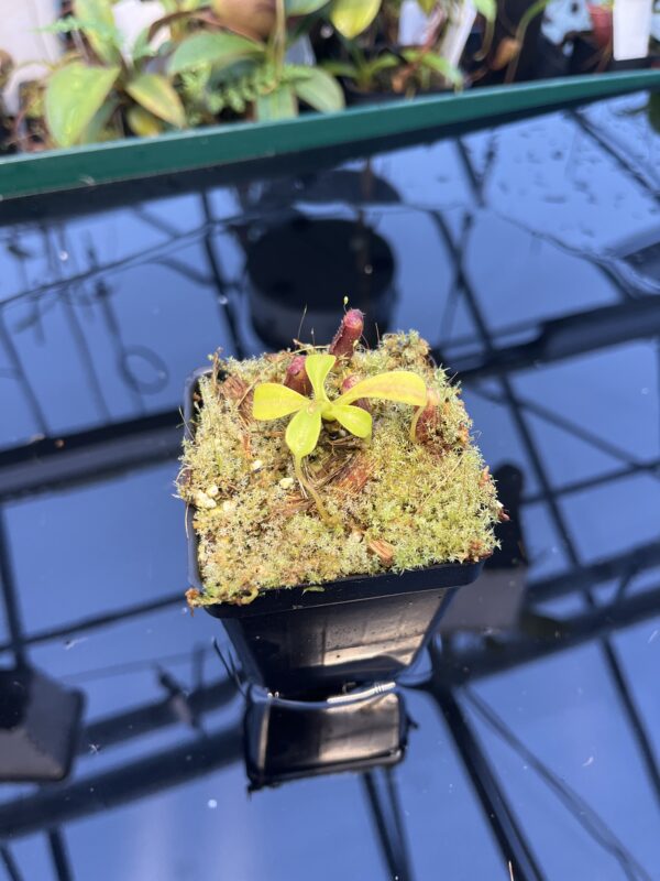 Wide Angle of Nepenthes lowii | Borneo Exotics | BE-3100 | 20890