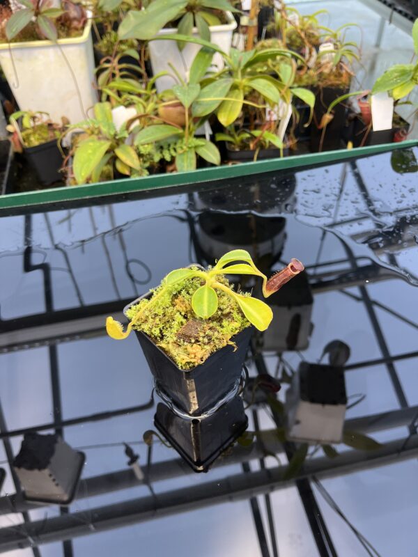 Wide Angle of Nepenthes lowii (Gunung Mulu, Borneo) | individual seedling (ISC) | Andreas Wistuba | AW-N_low_mul.20 | 20882