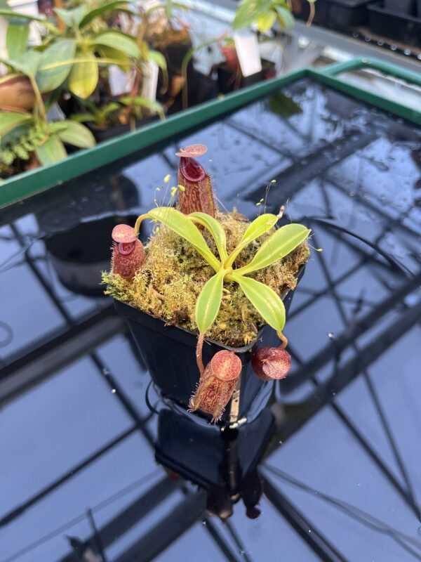 Wide Angle of Nepenthes (lowii x macrophylla) x aristolochioides | Borneo Exotics | BE-4511 | 20898