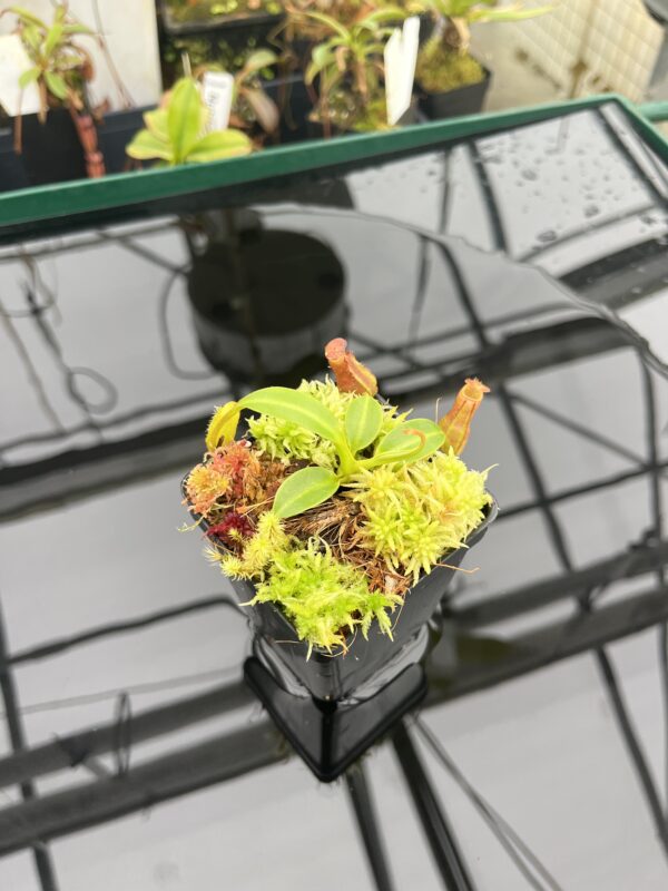 Wide Angle of Nepenthes (lowii x truncata squat) x edwardsiana | Andreas Wistuba | AW-ISC) | IN20935