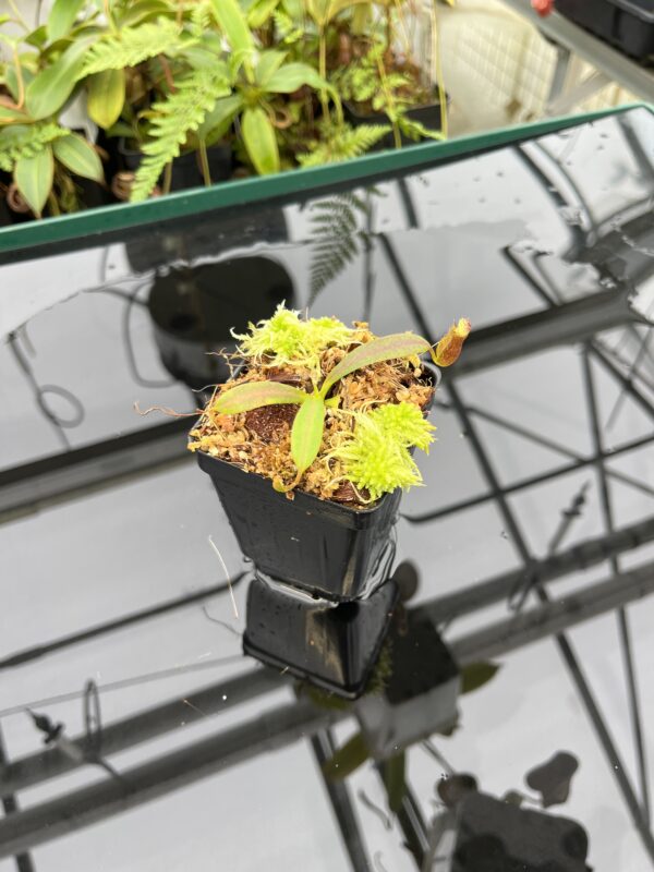 Wide Angle of Nepenthes {[(lowii x veitchii) x boschiana] x [(veitchii x maxima) x veitchii]} x edwardsiana | Florae Collaborative | FC-145.03 | 20783