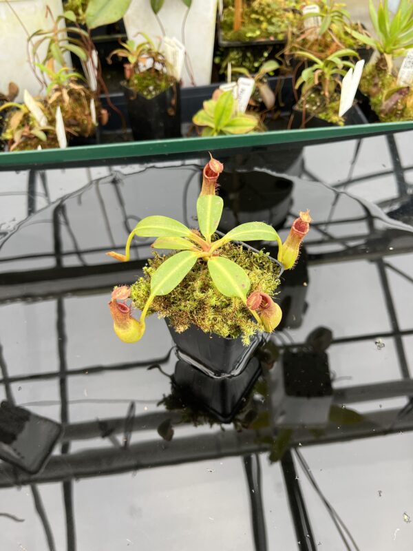 Wide Angle of Nepenthes {[(lowii x veitchii) x boschiana] x [(veitchii x maxima) x veitchii]} x edwardsiana | Florae Collaborative | FC-145.06 | IN21005