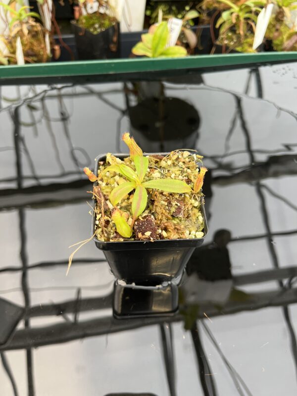 Wide Angle of Nepenthes {[(lowii x veitchii) x boschiana] x [(veitchii x maxima) x veitchii]} x edwardsiana | Florae Collaborative | FC-145.12 | 21017