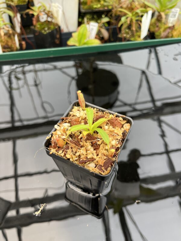 Wide Angle of Nepenthes {[(lowii x veitchii) x boschiana] x [(veitchii x maxima) x veitchii]} x edwardsiana | Florae | Florae Collaborative | FC-145.08 | 21018