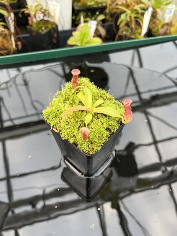 Wide Angle of Nepenthes [(lowii x veitchii) x boschiana] x [(veitchii x maxima) x veitchii] x (lowii x merrilliana) | Florae | Clone 5 | Florae Collaborative | FC-398.05 | 21009