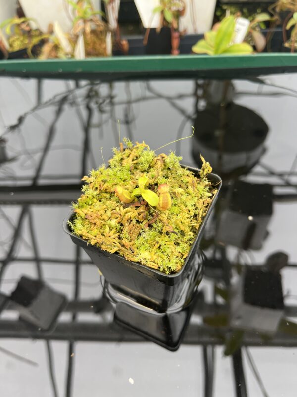 Wide Angle of Nepenthes macrophylla {clone 30, Gunung Trusmadi, 2550m} | Best Carnivorous Plants | BCP-30 | 20941