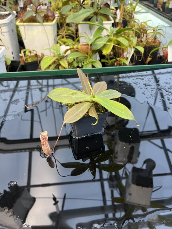 Wide Angle of Nepenthes mapuluensis | Jeremiah Harris | JH-143.01 | 20871