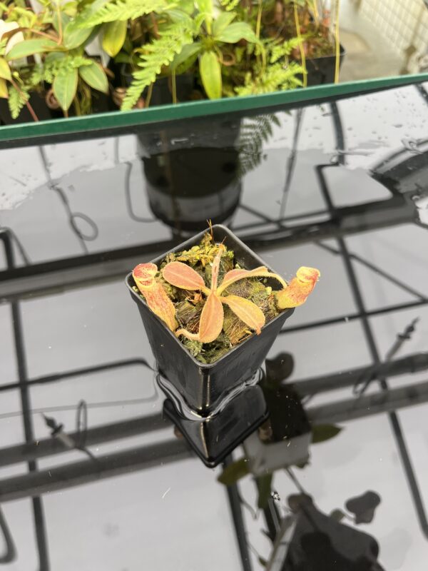 Wide Angle of Nepenthes maxima | Borneo Exotics | BE-3735 | 20815