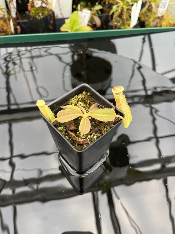Wide Angle of Nepenthes maxima | Borneo Exotics | BE-3786 | 21007