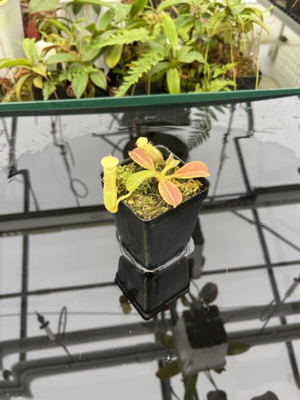 Wide Angle of Nepenthes maxima | Borneo Exotics | BE-4081 | 20817