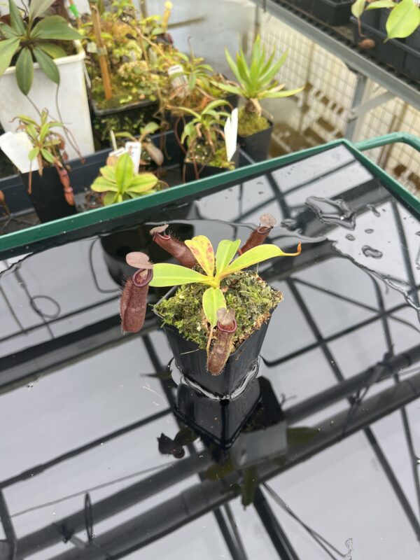 Wide Angle of Nepenthes maxima x ramispina | Borneo Exotics | BE-3740 | 20921