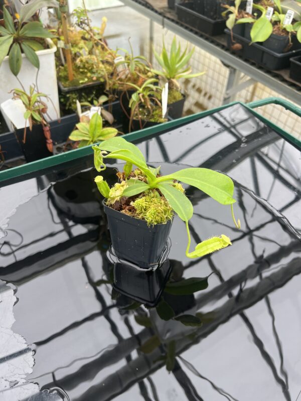 Wide Angle of Nepenthes maxima x villosa | JH | Clone 1 | Florae Collaborative | FC-375.01 | 20902