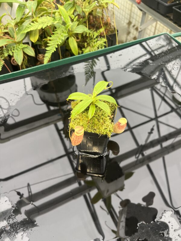 Wide Angle of Nepenthes merrilliana x glabrata | Borneo Exotics | BE-3911 | 20813