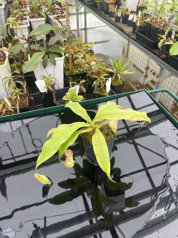 Wide Angle of Nepenthes mirabilis {Phuket, Thailand} | Best Carnivorous Plants | BCP-162 | 20916