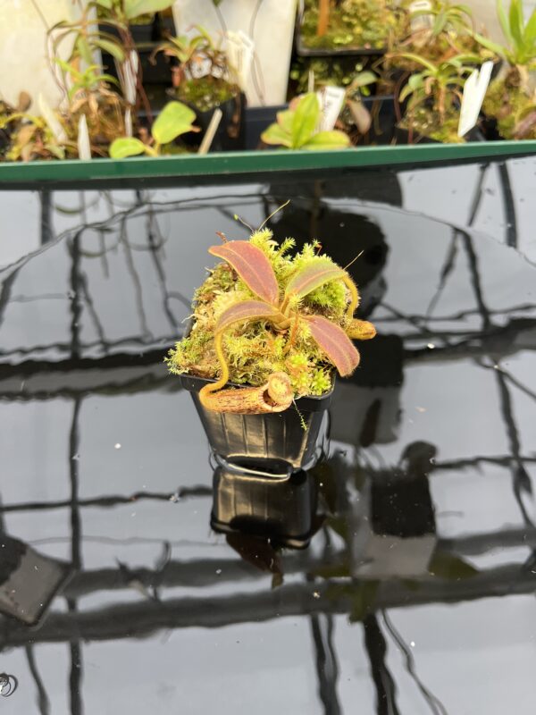 Wide Angle of Nepenthes mollis (N. hurrelliana) (Borneo) | Clone: 02 | Andreas Wistuba | AW-N_moll_hrl_CP.5 | H21035