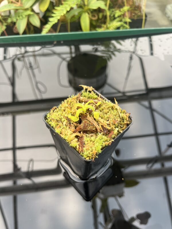Wide Angle of Nepenthes mollis x diabolica #1. | MKS | Florae | Clone 1 | Florae Collaborative | FC-440.01 | 20840