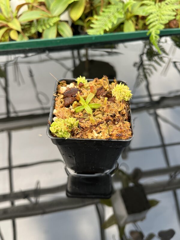 Wide Angle of Nepenthes mollis x diabolica #2 | Florae Collaborative | FC-441 | 20755