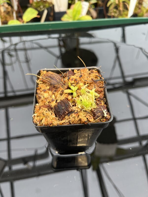 Wide Angle of Nepenthes mollis x diabolica #2 | Florae Collaborative | FC-441 | H21039