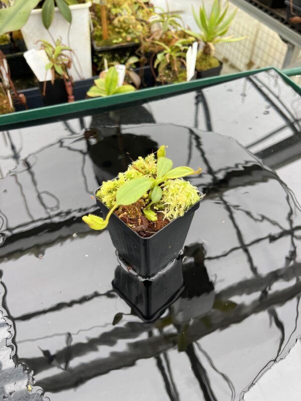 Wide Angle of Nepenthes mollis x eymae | MKS | Florae | Seed Grown | Florae Collaborative | FC-446.00 | IN20905