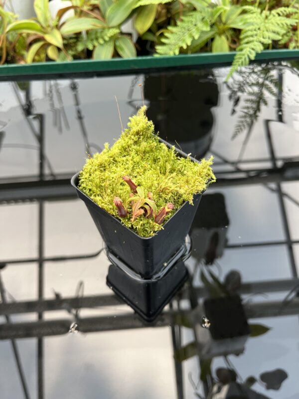 Wide Angle of Nepenthes murudensis {rocky garden, Gunung Murud, Borneo, Malaysia} | Best Carnivorous Plants | BCP-02 | 20752