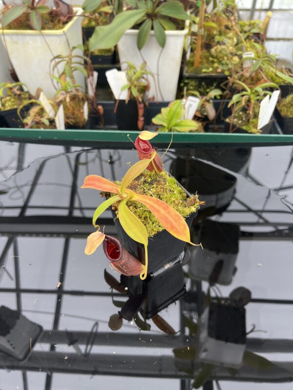 Wide Angle of Nepenthes ovata | Borneo Exotics | BE-3919 | H20948