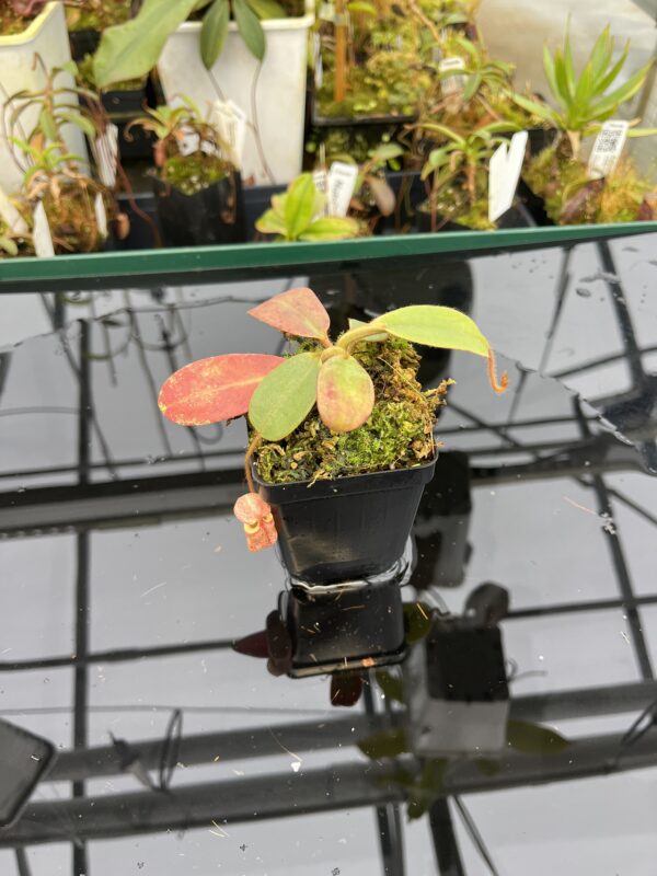 Wide Angle of Nepenthes peltata | Borneo Exotics | BE-4025 | 21029