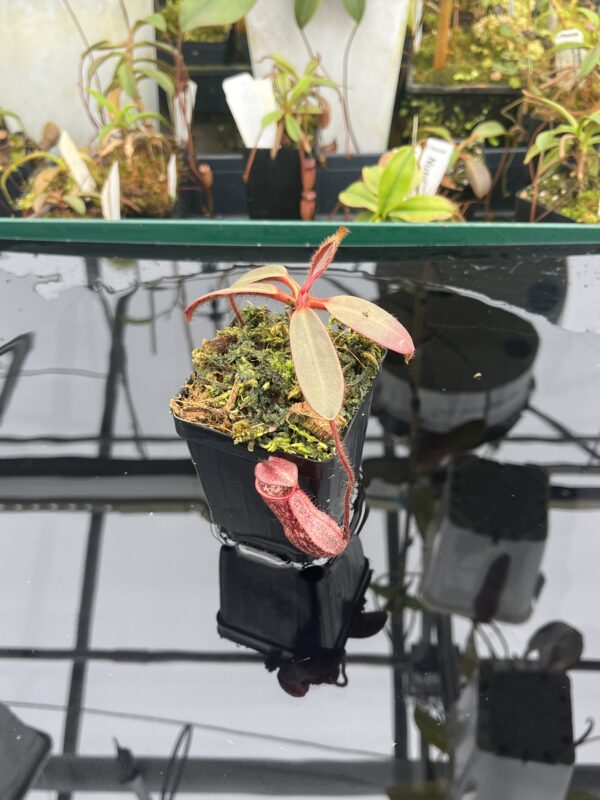 Wide Angle of Nepenthes peltata (Mt. Hamiguitan) | Clone: U2 | Andreas Wistuba | AW-N_pelt.5 | IN20924