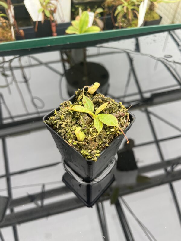 Wide Angle of Nepenthes peltata {mix of clones, Mount Hamiguitan, Mindanao, Philippines} | Best Carnivorous Plants | BCP-1821 | IN20918