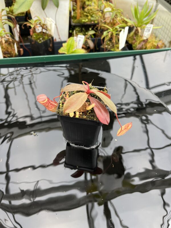Wide Angle of Nepenthes peltata x ovata | Randomly selected from various clones (RSC) | Andreas Wistuba | AW-Nx_peltXov.1 | 21004