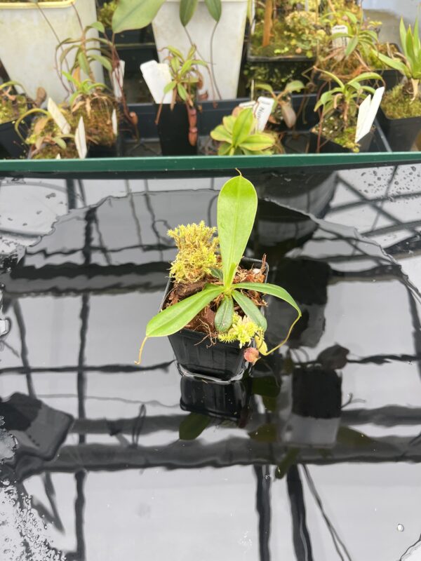 Wide Angle of Nepenthes pervillei (Tea Tavern, Seychelles) | individual seedling (ISC) | Andreas Wistuba | AW-N_perv_TT.2 | L20926