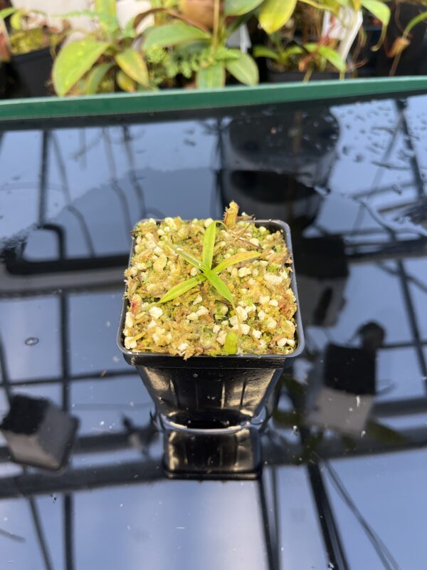 Wide Angle of Nepenthes pitopangii | Florae Collaborative | FC-060.IC | 20881