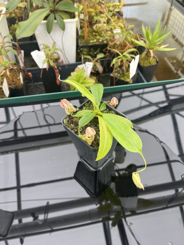 Wide Angle of Nepenthes rafflesiana | Borneo Exotics | BE-4519 | L20914