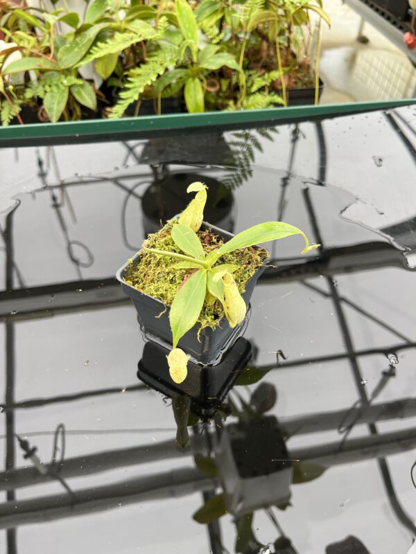 Wide Angle of Nepenthes rafflesiana 'Squat Dark' x rafflesiana 'Winged' | Manny Herrera | 20792
